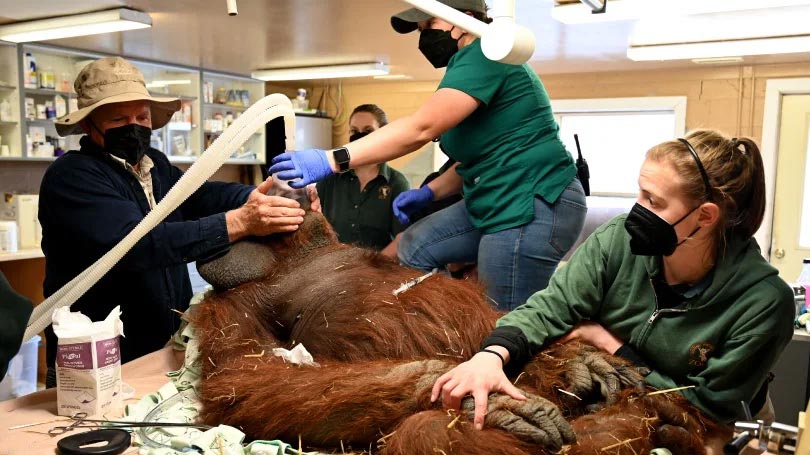 Patrick the Orangutan's Surgery